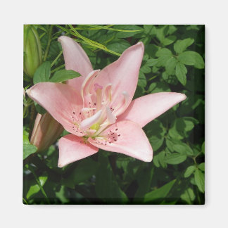 Rosa Lily Magnet