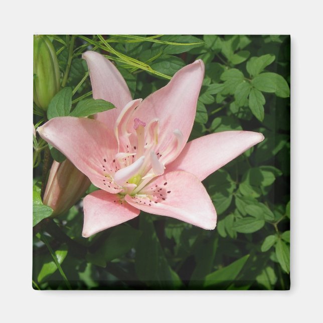 Rosa Lily Magnet (Framsidan)