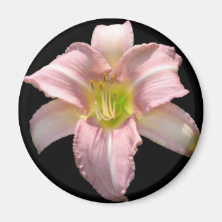 Rosa Lily Magnet