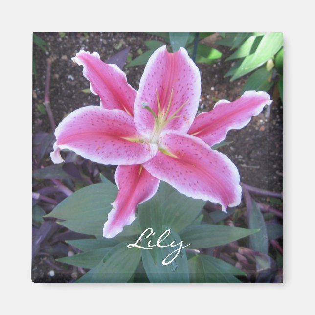 Rosa Lily Magnet (Framsidan)