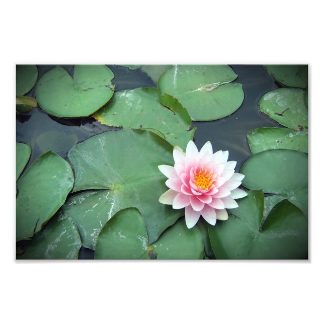 Rosa Lily Pad Flower på Pond Photographic Print Fototryck (Framsidan)
