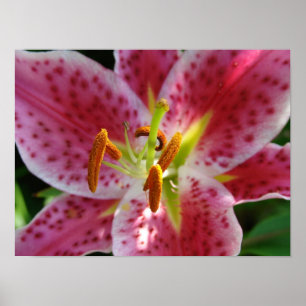 Rosa Lily Poster