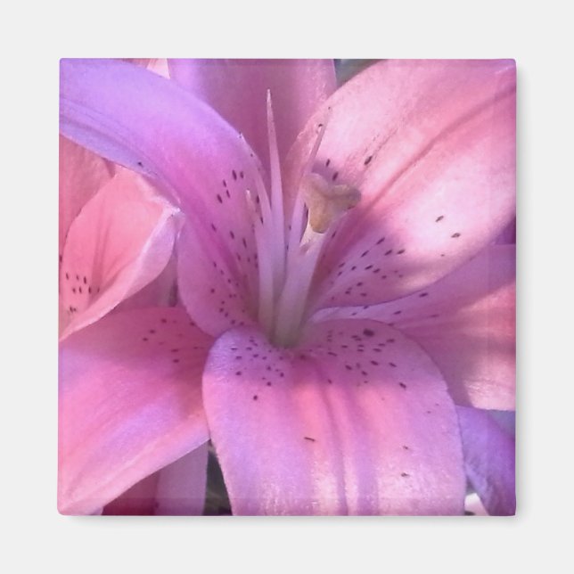 Rosa Lily Refridgerator Magnet (Framsidan)