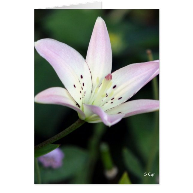 Rosa Lily, S Cyr Hälsningskort (Framsidan)