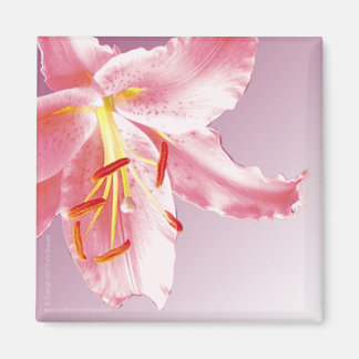 ROSA LILY Sq Magnet
