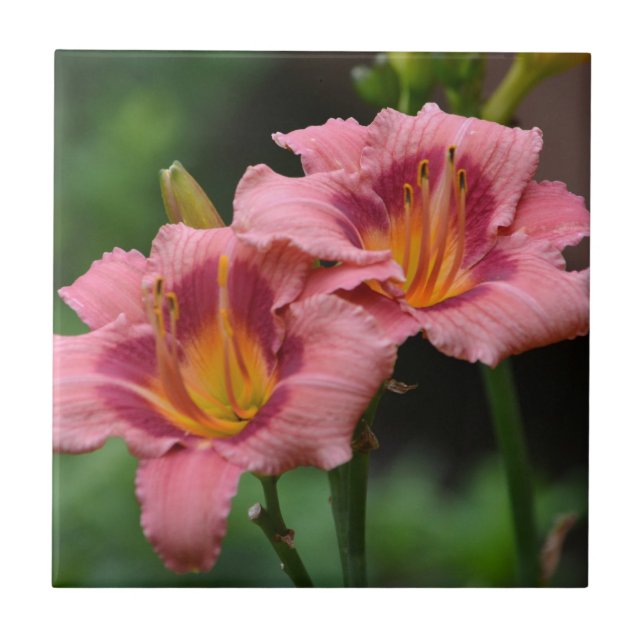 Rosa Lily Tile Kakelplatta (Framsidan)