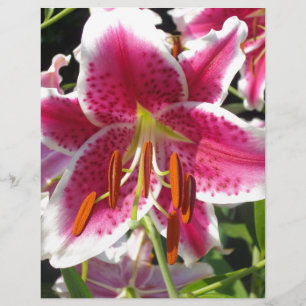 Rosa Lly rosa blommigt rosa tropiska blommor