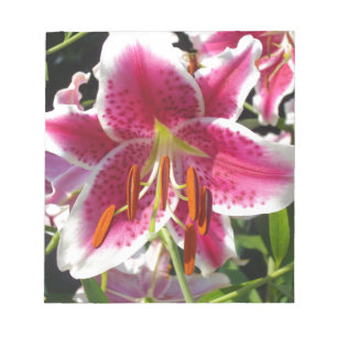 Rosa Lly rosa blommigt rosa tropiska blommor Anteckningsblock