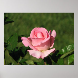 Rosa Lomise Hybrid Tea Ro 132 Poster