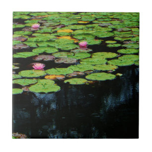 rosa lotus black kakelplatta