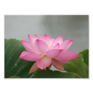 Rosa Lotus blomma Fototryck
