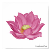 Rosa Lotus Blommar Illustration