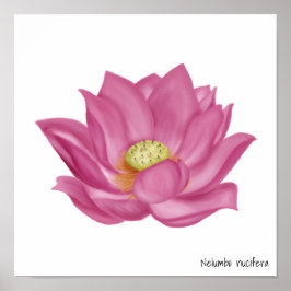 Rosa Lotus Blommar Illustration Poster