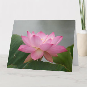 Rosa Lotus Blommar Kort