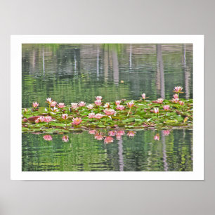 "ROSA LOTUS-BLOMMAR OCH REFLEKTIONER I POND" POSTER