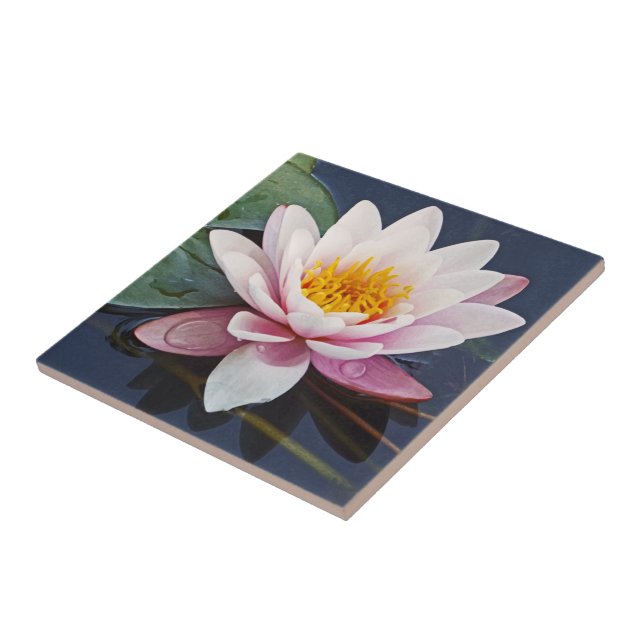 "ROSA LOTUS BLOMMAR WITH VATTEN DROPLETS ON PETALS KAKELPLATTA (Sidan)