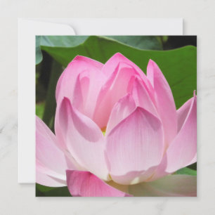 Rosa Lotus Bloom Julkort