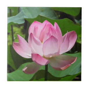 Rosa Lotus Bloom Kakelplatta