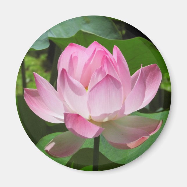Rosa Lotus Bloom Magnet (Framsidan)