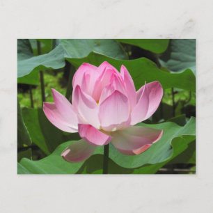 Rosa Lotus Bloom Vykort