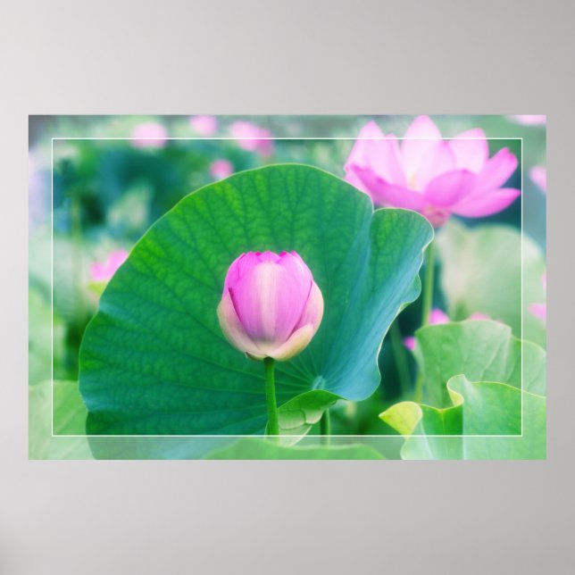 Rosa Lotus Bud Flower Grönt Löv Blommar Poster (Framsidan)
