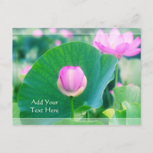 Rosa Lotus Bud Flower Grönt Löv Blommar Vykort