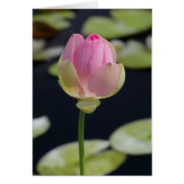 Rosa Lotus Card Hälsningskort