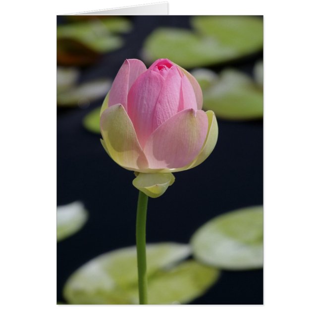 Rosa Lotus Card Hälsningskort (Framsidan)