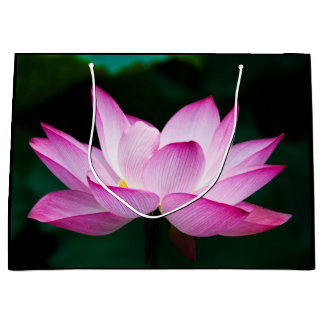 Rosa Lotus Flower