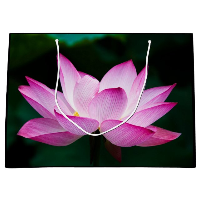 Rosa Lotus Flower (Framsidan)