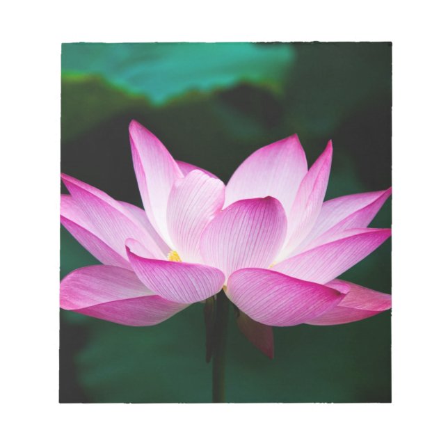 Rosa Lotus Flower Anteckningsblock (Framsida)