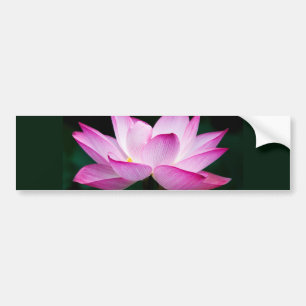 Rosa Lotus Flower Bildekal