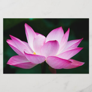 Rosa Lotus Flower Brevpapper