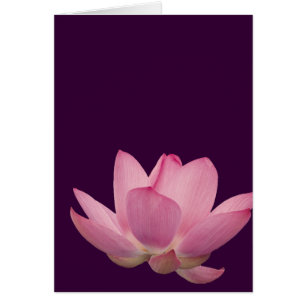 Rosa Lotus Flower Hälsningskort