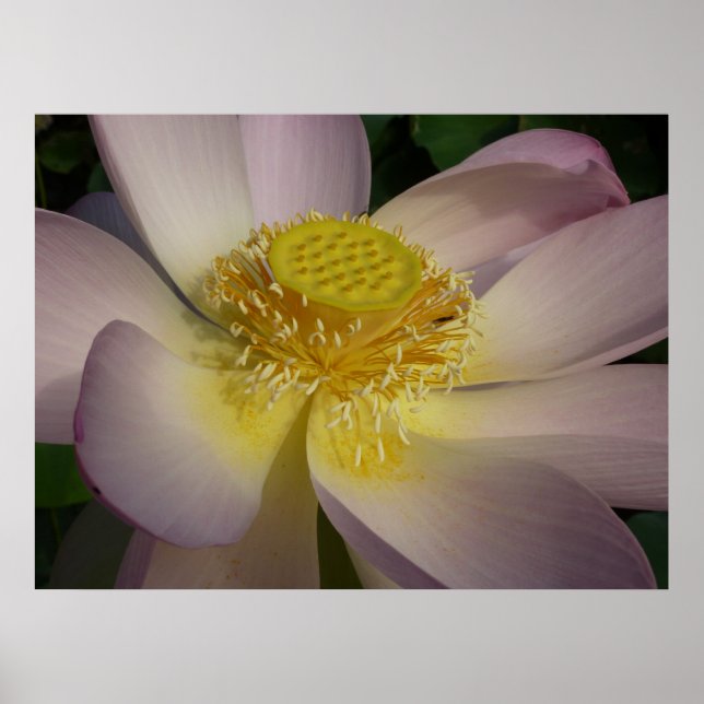 Rosa Lotus Flower I Summer Blommigt Poster (Framsidan)