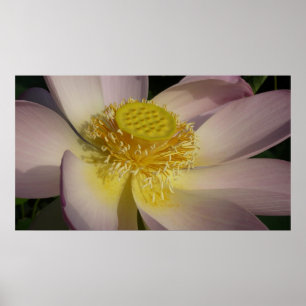 Rosa Lotus Flower I Summer Blommigt Poster