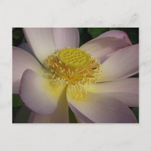 Rosa Lotus Flower I Summer Blommigt Vykort