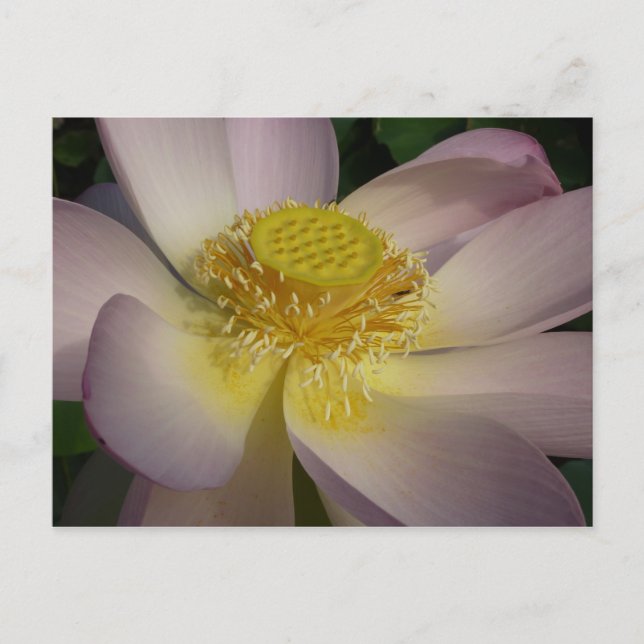 Rosa Lotus Flower I Summer Blommigt Vykort (Framsida)