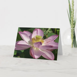 Rosa Lotus Flower II, sommartid, Blommigt Kort
