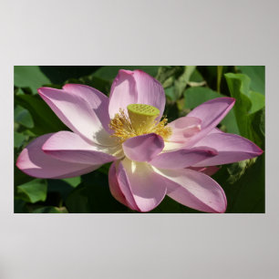 Rosa Lotus Flower II, sommartid, Blommigt Poster