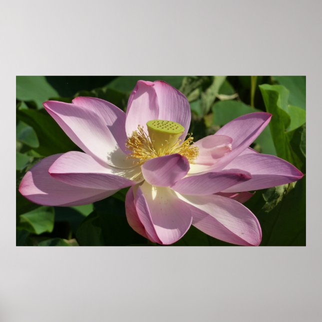 Rosa Lotus Flower II, sommartid, Blommigt Poster (Framsidan)