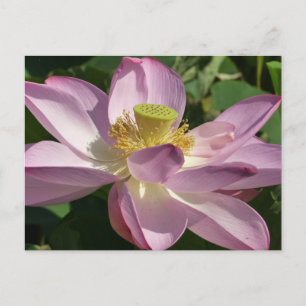 Rosa Lotus Flower II, sommartid, Blommigt Vykort
