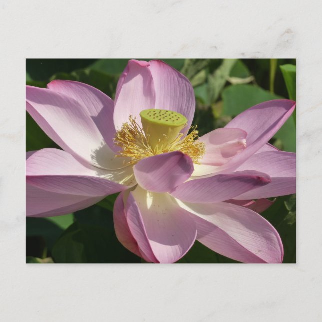 Rosa Lotus Flower II, sommartid, Blommigt Vykort (Framsida)