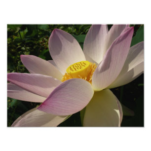 Rosa Lotus Flower III, sommartid, Blommigt Fototryck