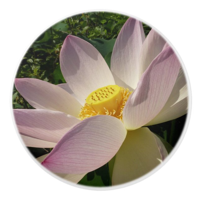 Rosa Lotus Flower III, sommartid, Blommigt Knopp (Framsidan)