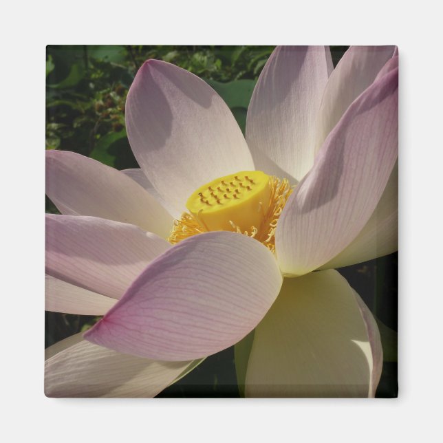 Rosa Lotus Flower III, sommartid, Blommigt Magnet (Framsidan)