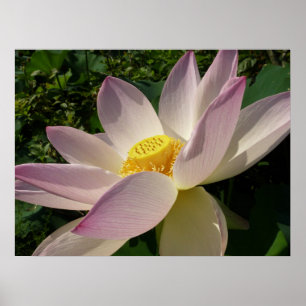 Rosa Lotus Flower III, sommartid, Blommigt Poster
