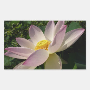 Rosa Lotus Flower III, sommartid, Blommigt Rektangulärt Klistermärke