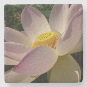 Rosa Lotus Flower III, sommartid, Blommigt Stenunderlägg
