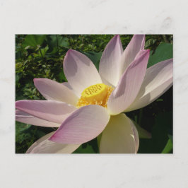 Rosa Lotus Flower III, sommartid, Blommigt Vykort
